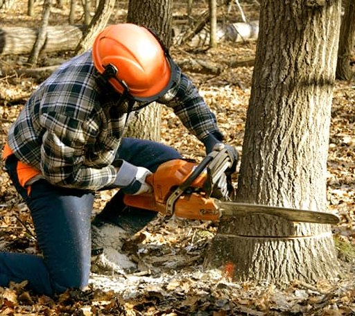 Tree Removal in Claiborne, MD